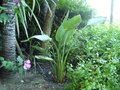 vignette Strelitzia reginae (2008)