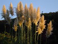 vignette Cortaderia selloana au soleil dclinant