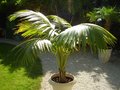 vignette Howea fosteriana