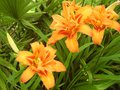 vignette Hemerocallis 'kwanso'