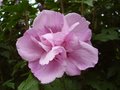 vignette Hibiscus syriacus, fleur double