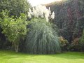 vignette Cortaderia selloana