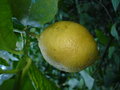 vignette Citrus limon