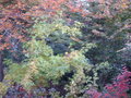 vignette couleurs d'automne