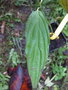 vignette Cornus chinensis