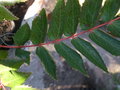 vignette MAHONIA fortunei