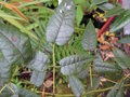 vignette Rubus australis