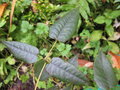 vignette Rubus australis