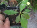 vignette BERBERIS asiatica