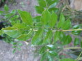 vignette FRAXINUS GRIFFITHII