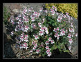 vignette erodium trifolium