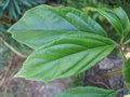 vignette VIBURNUM TERNATUM