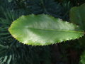 vignette PHOTINIA GLOMERATA