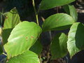 vignette RUBUS caudifolius