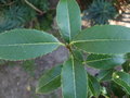 vignette OSMANTHUS MARGINATUS