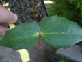 vignette MAHONIA NAPAULENS