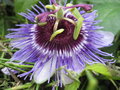 vignette Passiflora x purple haze