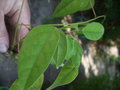 vignette MUCUNA SEMPERVIRENS