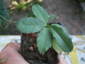 vignette BERBERIS PRUINOSA