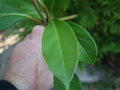 vignette VIBURNUM ARBORICULUM