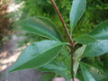 vignette PHOTINIA NUSSIA