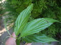 vignette CORNUS CHINENSIS