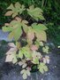 vignette RUBUS CRATAEGIFOLIUS