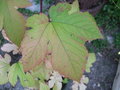 vignette RUBUS crataegifolius