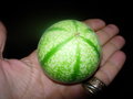 vignette Passiflore miniata fruit