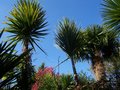 vignette Cordyline australis & Trachycarpus fortunei