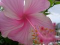 vignette Hibiscus rose