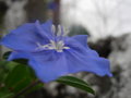 vignette Blue day - Evolvulus glomeratus