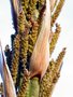vignette Dasylirion glaucophyllum