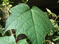 vignette Alangium platanifolium (Siebold & Zucc.) Harms cornaceae