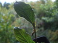 vignette STEWARTIA pteropetiolata