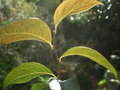 vignette STYRAX japonica