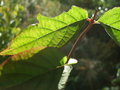 vignette DEUTZIA calycosa