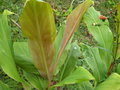 vignette Hedychium sp CHB06.VI23