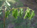 vignette CAESALPINIA DECAPETALA