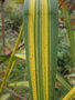 vignette Phragmites karka variegata