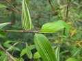 vignette Phyllostachys bambusoides variegata