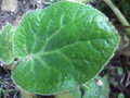 vignette BERGENIA ciliata