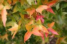 vignette Acer truncatum en automne