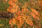 vignette Koelreuteria paniculata en automne