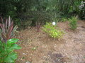 vignette canna phormium pittosporum leptospermum