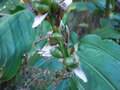 vignette Hedychium spicatum