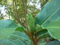 vignette Hedychium sp coudray