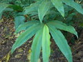 vignette Hedychium sp coudray