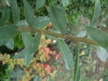 vignette Dasyphyllum excelsum
