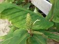 vignette Hedychium thyrsiforme